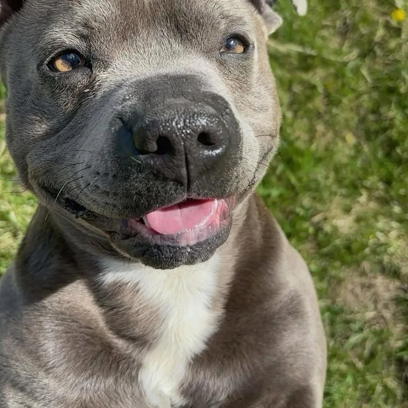 Danis Dog Club Liv project 4